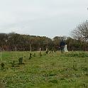 3 Planting Trees (1)